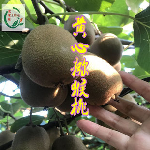 江西奉新黄心猕猴桃新鲜孕妇水果大果当季正宗黄心奇异果整箱新鲜