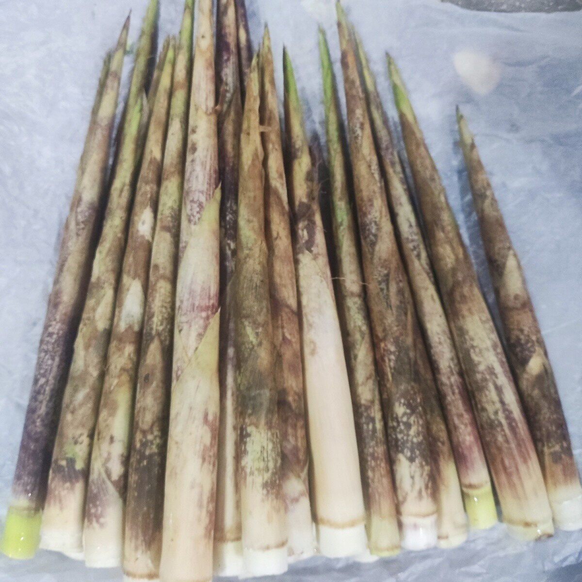 新鲜现挖小竹笋自然野生带壳竹笋小雷笋春笋包邮到家