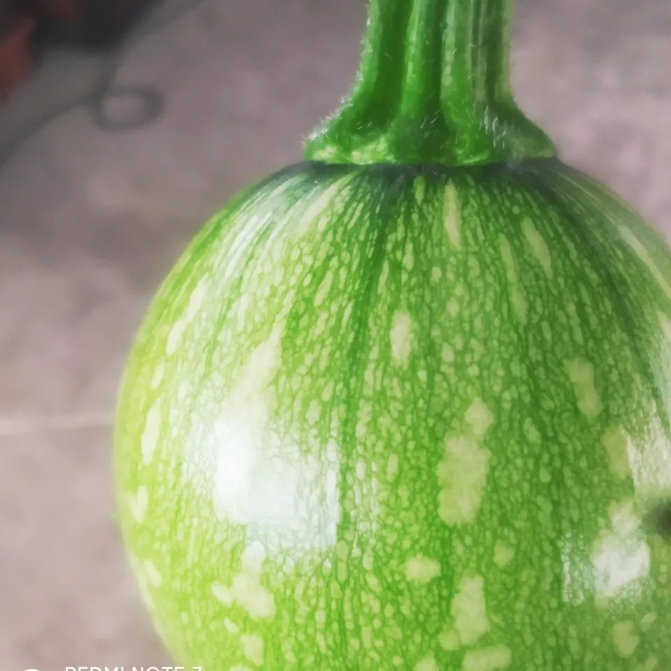 重庆农家蔬菜新鲜应季嫩南瓜圆南瓜迷你小南瓜现摘现发5斤包邮