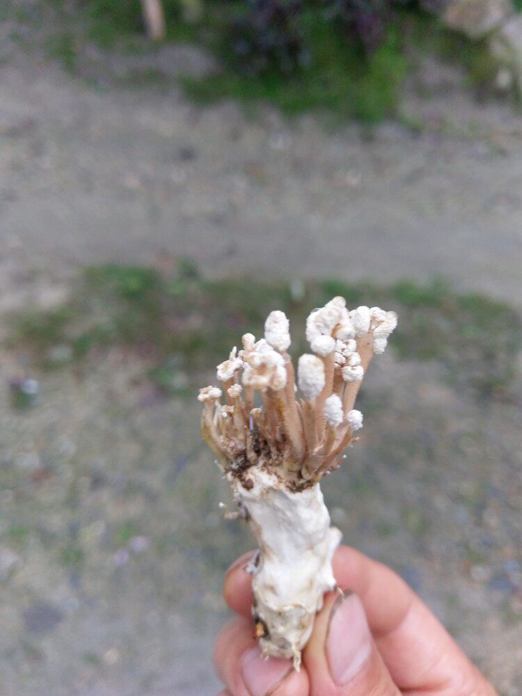 2020新货金蝉花 中药材500克金蝉花蝉蛹草蝉蛹山蝉幼虫体真菌