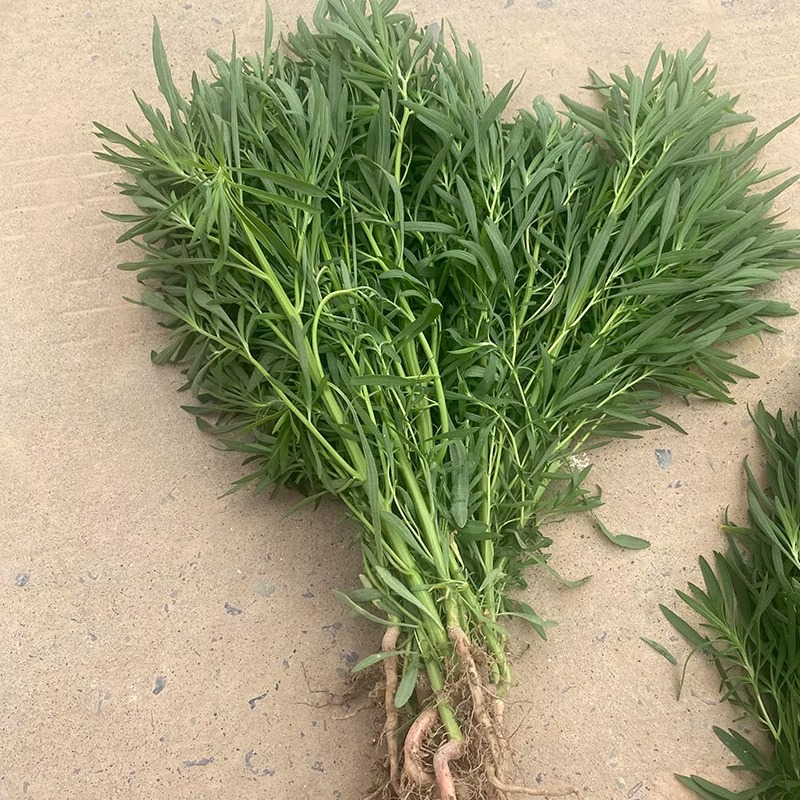 扫帚菜全草整颗带根带叶现挖现发地肤子药用扫夫菜中药材500g包邮