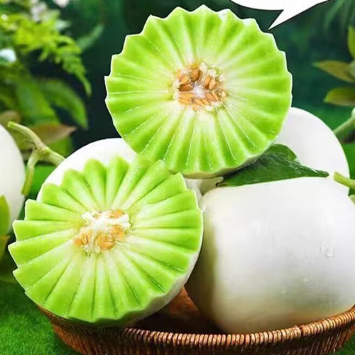 山东莘县玉菇甜瓜现摘现发香瓜
