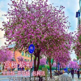 宫粉紫荆苗羊蹄甲苗红花紫荆苗工程绿化地专用树苗别墅庭院风景树