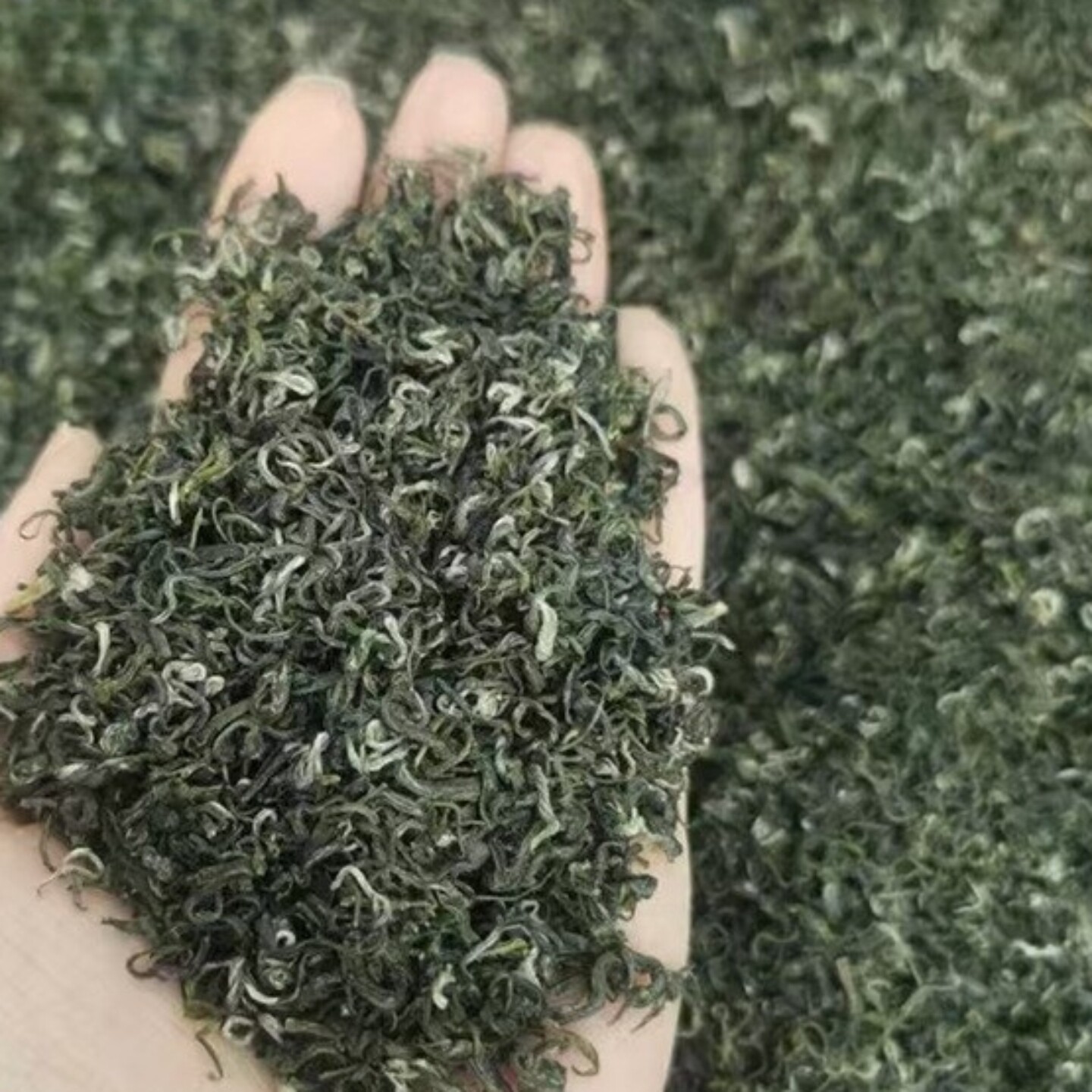 贵州山云雾绿茶新茶浓香型耐泡袋装湄潭核心产区茶园直销250g茶叶