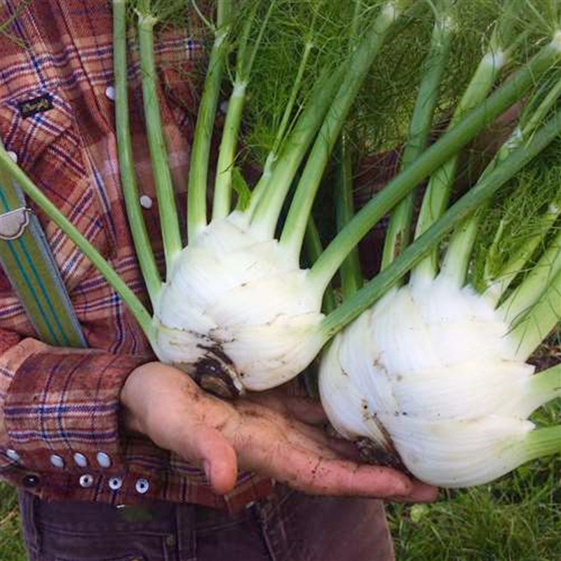 割茬结球茴香种子小叶球茎回香种籽菜籽带根四季盆栽苗大蔬菜苗孑,农用物资,蔬菜种子/种苗,淘宝优惠券,粉丝福利购,淘宝优惠卷