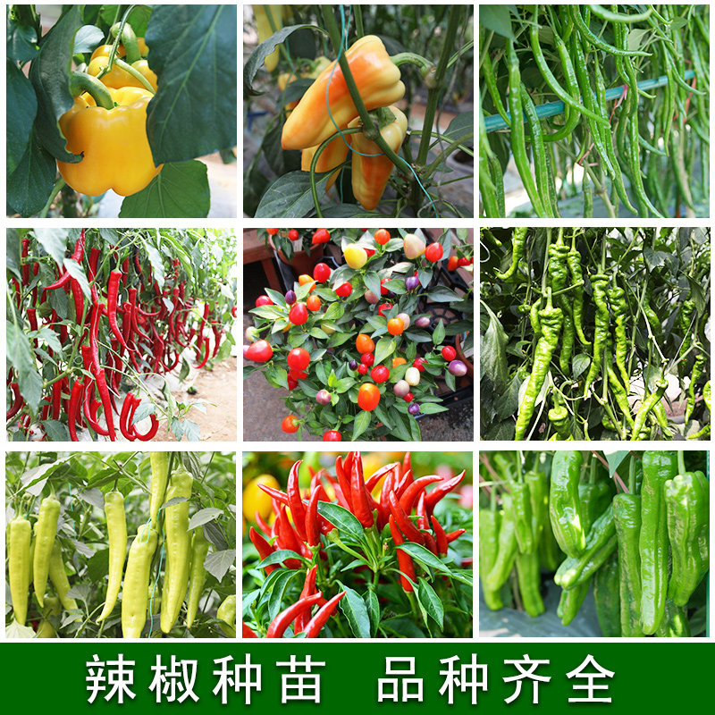 辣椒苗小米七彩南方春季种植食用