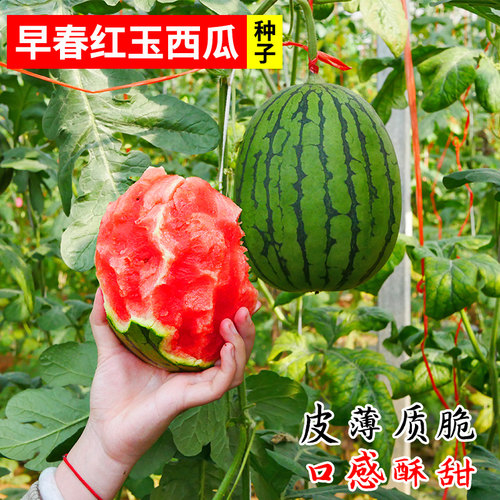 日本早春红玉西瓜种子/籽福田2号早熟高产春季四季小西瓜种苗秧孑