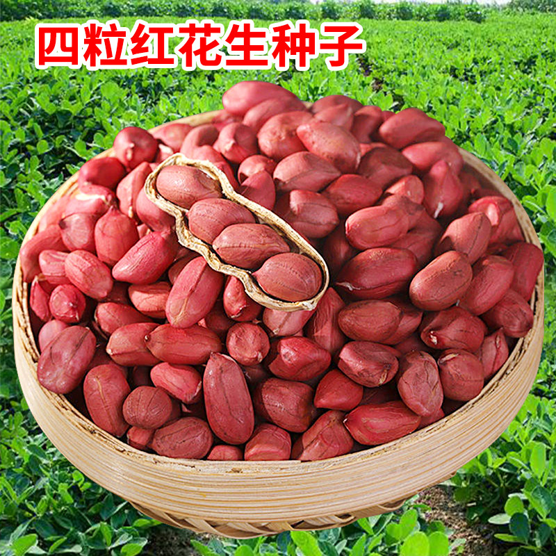 四粒红花生种子新鲜不带壳红皮红衣黑花生种籽鲁寿特大高产薄壳孑