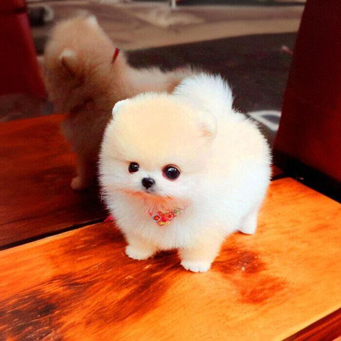 纯种茶杯犬迷你博美俊介比熊幼犬小型可爱长不大真狗活幼体宠物狗