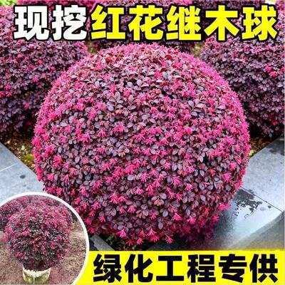 红花继木球海桐球苗别墅庭院四季常青绿篱笆彩叶色块工程绿化植物