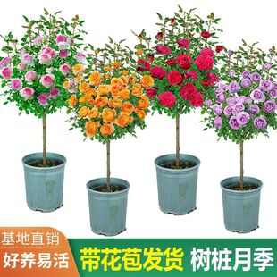 玫瑰月季浓香盆栽棒棒糖多色长年开花庭院花卉易养带花苞常年开花