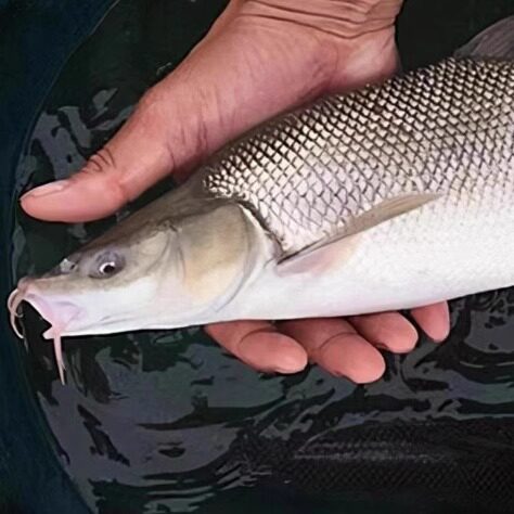 银鳕鱼发活鱼到家斤3左右一条淡水银鳕鱼水产观赏鱼稀有鱼类食材