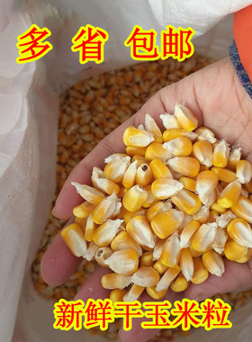 2025农家新玉米粒干玉米粒鸡饲料鸭鹅鸟宠物饲料鸽粮包邮装
