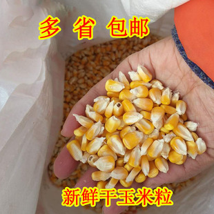 2025农家新玉米粒干玉米粒鸡饲料鸭鹅鸟宠物饲料鸽粮包邮装