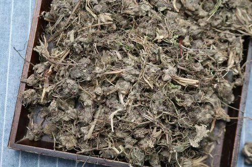 猫爪草野生中药材猫草一斤500g克