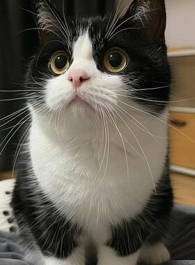 中华田园家养奶牛活体宠物橘猫幼猫花猫猫咪白猫黑猫狸猫便宜小猫