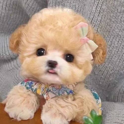 泰迪熊马尔泰幼犬小型可爱家养贵宾犬小体活物长不大宠物狗棕色