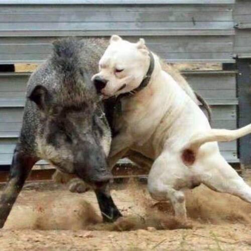 杜高纯白幼犬活体大型犬虎头阿根廷猛犬霸气狩猎犬野猪看家护院狗