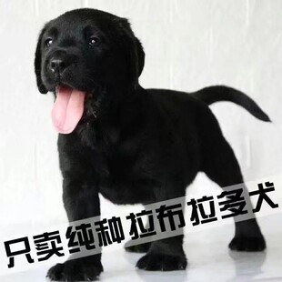 纯种拉布拉多幼犬黑色拉布拉多导盲犬神犬黑色拉布拉多幼犬