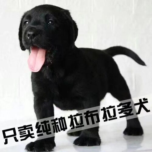 纯种拉布拉多幼犬黑色拉布拉多导盲犬神犬黑色拉布拉多幼犬