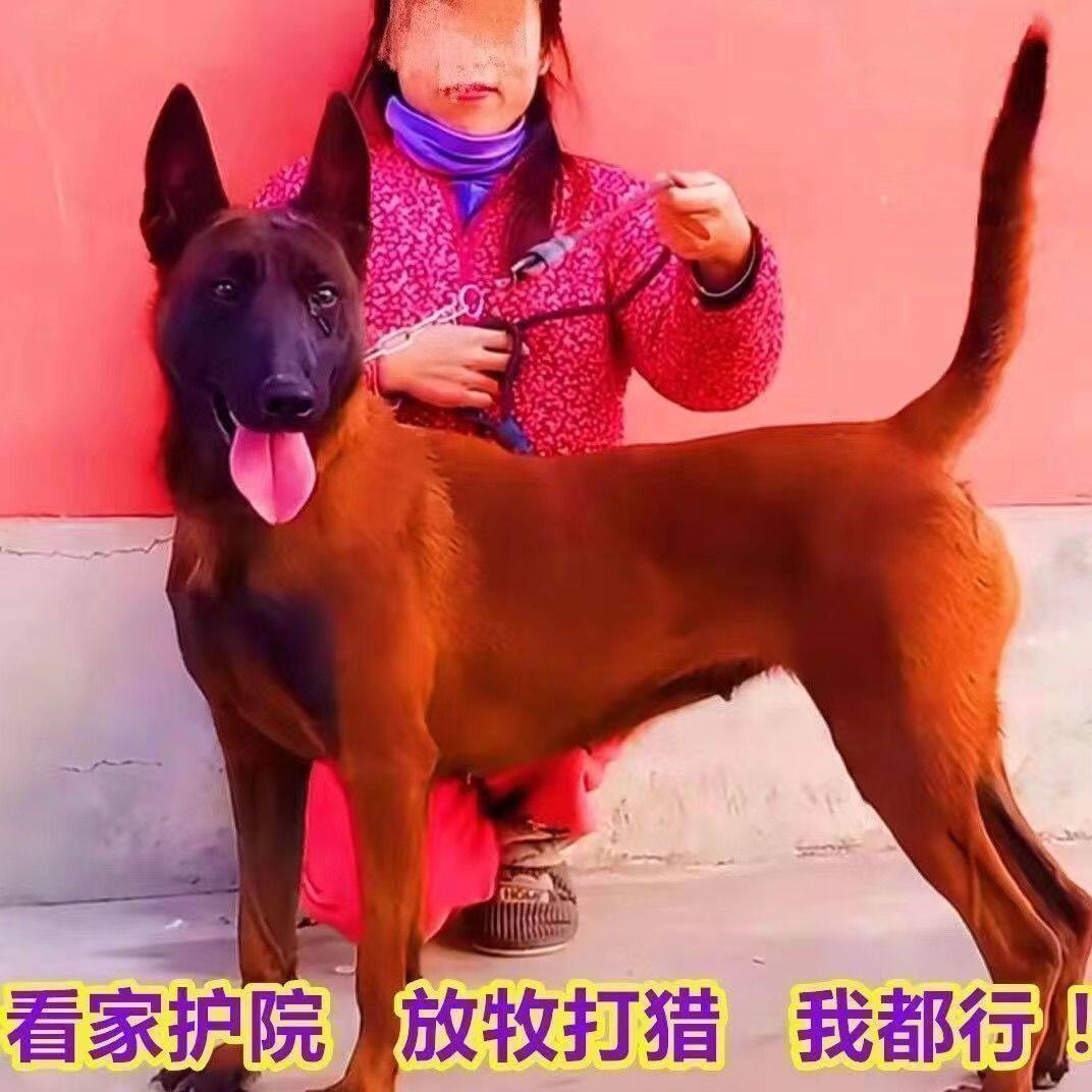 马犬幼犬纯种双血统爆红枣红色放牧犬警犬看护科目马犬三个月马犬