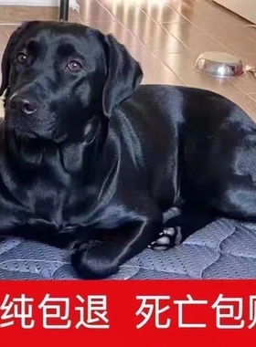纯种拉布拉多幼犬小狗狗活体宠物狗真狗黑色拉布拉多犬神