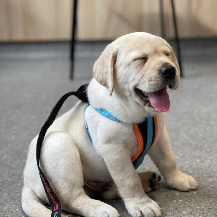 拉布拉多幼犬纯种高智商大型犬活体血统黑色白色狗狗宠物狗导盲犬图片