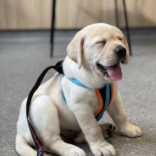 拉布拉多幼犬纯种高智商大型犬活体血统黑色白色狗狗宠物狗导盲犬
