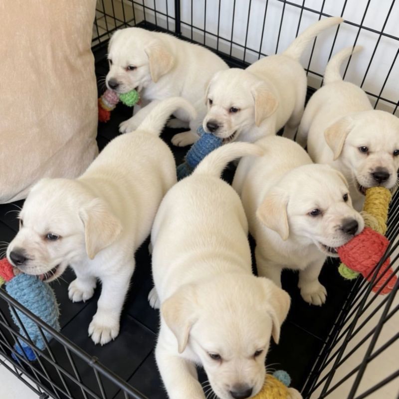 白色幼犬中华狗狗高智商导盲犬正宗拉拉白色黑色拉布拉活体包邮图片
