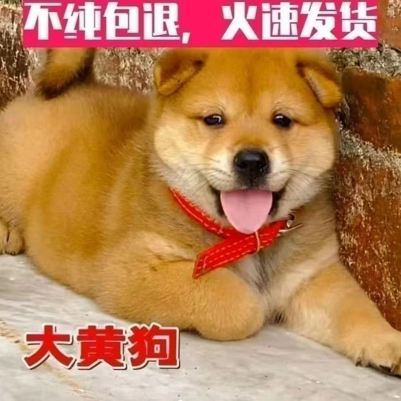 中华田园犬大黄狗黄狗白面土狗大骨架看家护院小狗狗幼犬活体