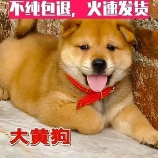 中华田园犬大黄狗黄狗白面土狗大骨架看家护院小狗狗幼犬活体