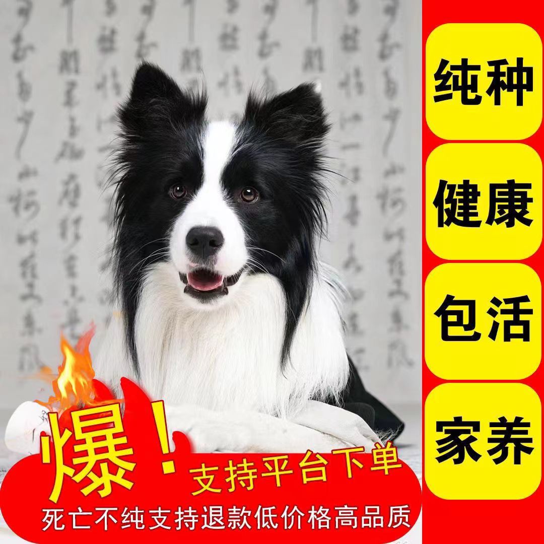 纯种边牧幼犬中型犬可爱狗狗家养宠物狗高智商边境牧羊犬黑白真2