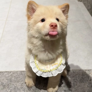 土松幼犬广西猎犬不掉中华田园白面网红小狗看家可爱温顺听话狗