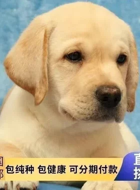 拉布拉多幼犬纯种宠物狗狗神犬中型犬活体导盲犬11