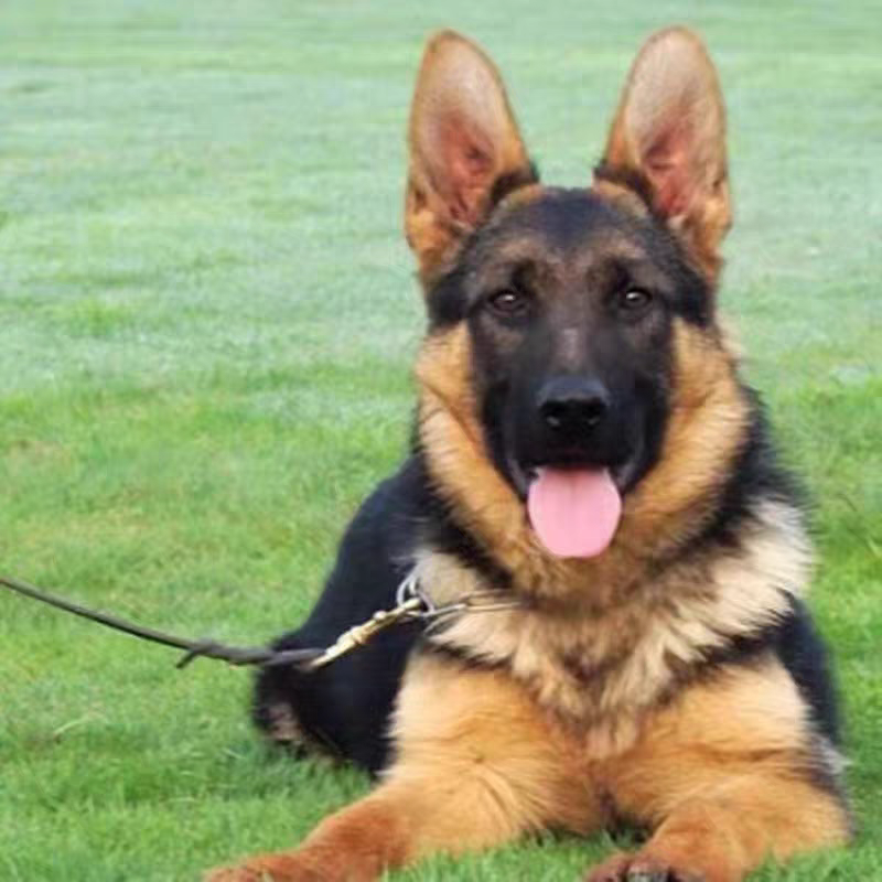 德牧幼犬纯种牧犬大型犬警犬弓背正宗黑背狼狗德国护院
