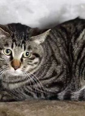 中华家养田园黑猫白猫橘猫土猫狸猫活体花猫奶牛猫咪15天内发货