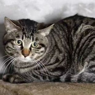 中华家养田园黑猫白猫橘猫土猫狸猫活体花猫奶牛猫咪15天内发货