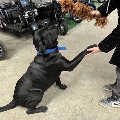 纯种拉布拉多幼犬小狗狗活体宠物狗真狗黑色拉布拉多犬神