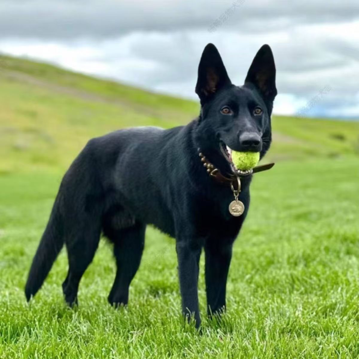 德牧东德牧羊犬纯黑黑色长毛幼犬护院狼狗看家护卫警犬正宗牧羊犬
