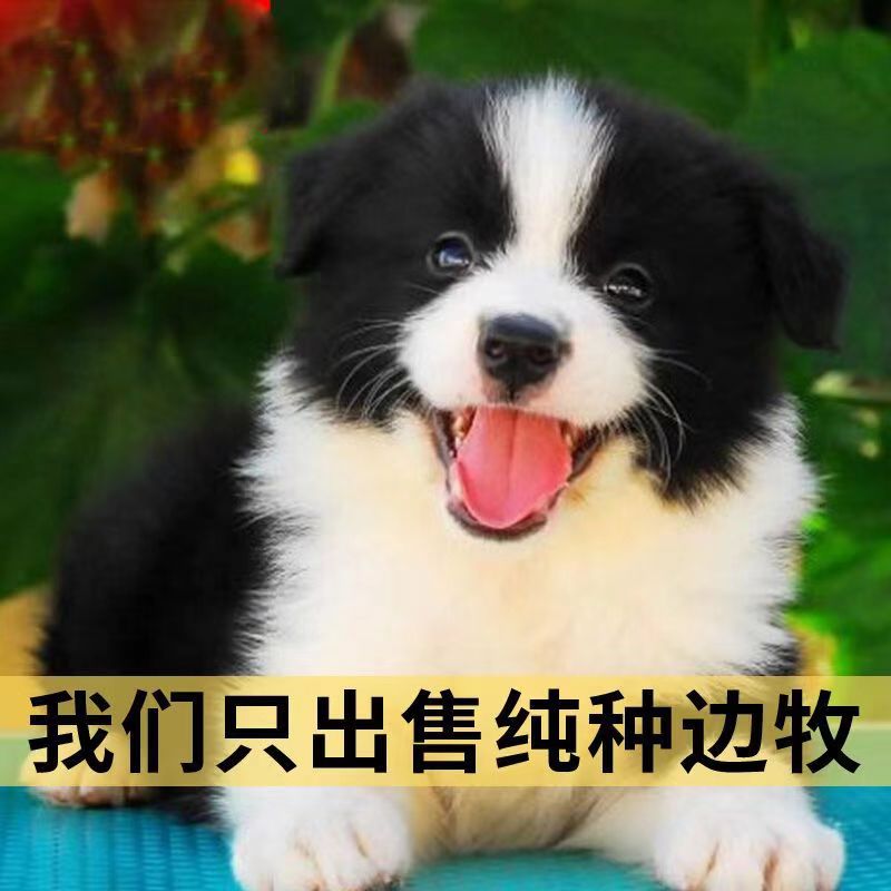 纯种边牧幼犬中型犬可爱狗狗家养宠物狗高智商边境牧羊犬黑白真2