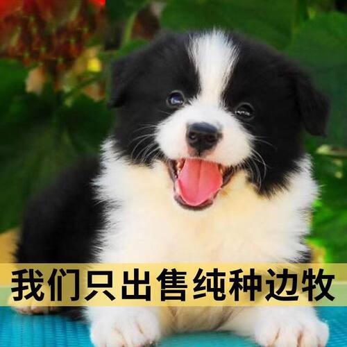 3纯种边牧幼犬中型犬可爱狗狗家养宠物狗高智商边境牧羊犬黑白真2