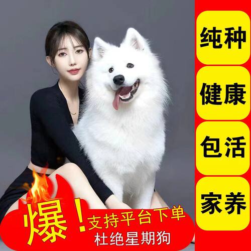 纯种萨摩耶幼崽活物微笑天使萨摩耶熊版雪橇犬幼犬萨摩耶宠物狗狗
