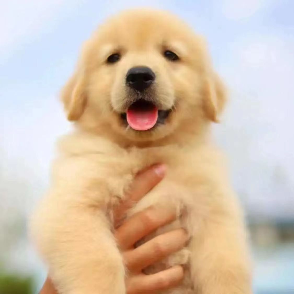 双血统纯种金毛幼犬沙滩金黄色金毛狗大型犬温顺宠物狗浅色幼宠