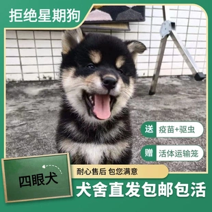 四眼小黑狗活物铁包银四眼狗看家护院中华田园幼犬四眼铁包金