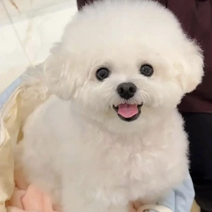 纯种比熊幼犬活体白色可爱型法国卷毛小型犬宠物