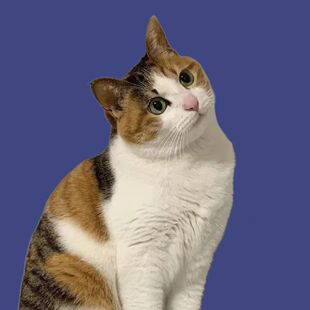 中华田园猫成年猫抓鼠猫咪活物青年猫家养土猫狸花猫橘猫青年猫