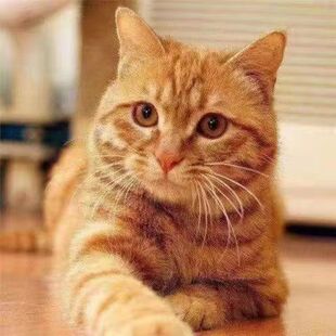 中华田园猫成年猫抓鼠猫咪活物青年猫家养土猫狸花猫橘猫青年猫