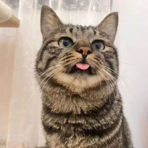 猫咪活物成年猫中华狸花猫捉鼠猫土猫家猫网红橘猫三花猫青年猫