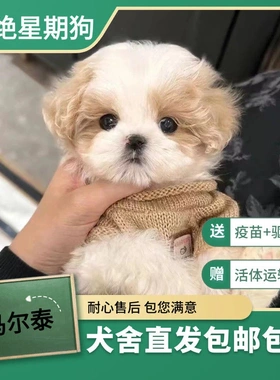 泰迪马尔泰幼犬便宜超萌可爱灰色贵宾犬现货宠物狗小狗棕色不掉毛