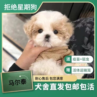 泰迪马尔泰幼犬便宜超萌可爱灰色贵宾犬现货宠物狗小狗棕色不掉毛